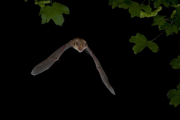 Greater Horseshoe Bat (Rhinolophus ferrumequinum) in flight