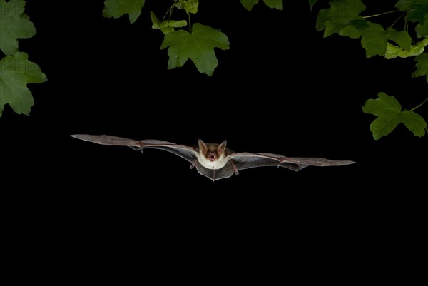 Lesser Mouse-eared Bat (Myotis blythii) in flight