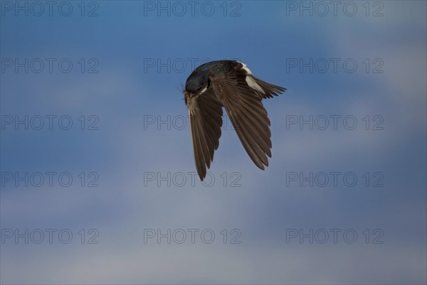 Common House Martin (Delichon urbica) in flight