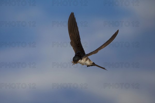 Common House Martin (Delichon urbica) in flight