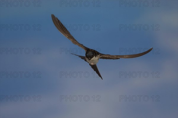 Common House Martin (Delichon urbica) in flight