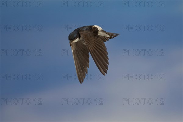 Common House Martin (Delichon urbica) in flight