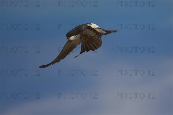 Common House Martin (Delichon urbica) in flight