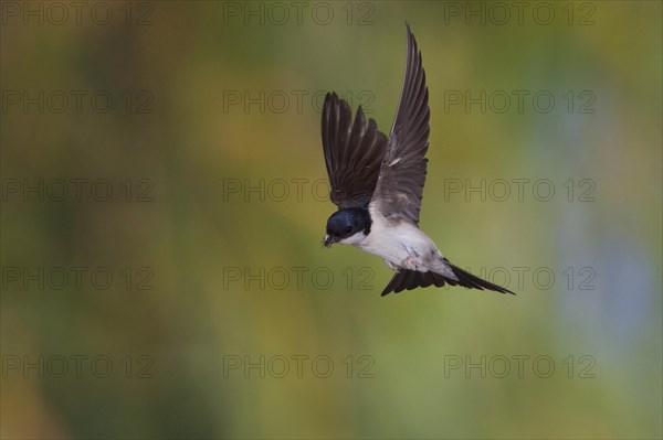 Common House Martin (Delichon urbica) in flight