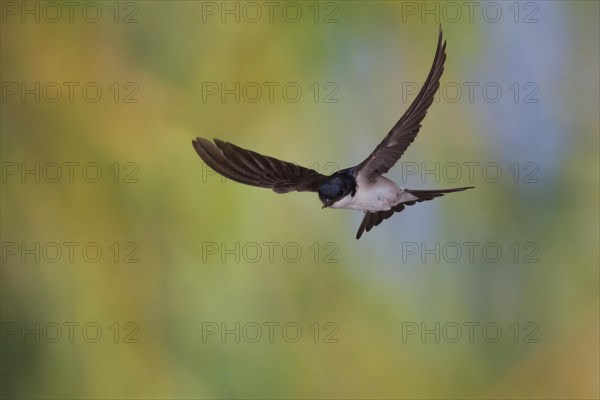Common House Martin (Delichon urbica) in flight