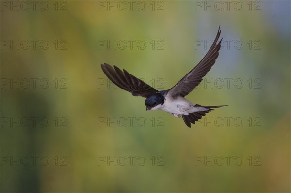 Common House Martin (Delichon urbica) in flight