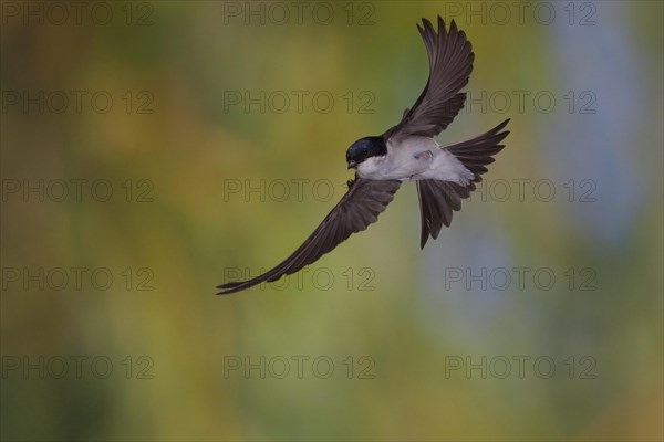 Common House Martin (Delichon urbica) in flight