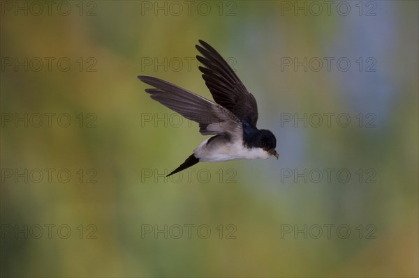 Common House Martin (Delichon urbica) in flight