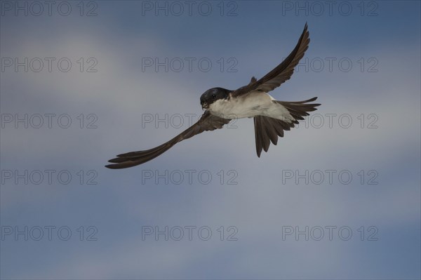 Common House Martin (Delichon urbica) in flight