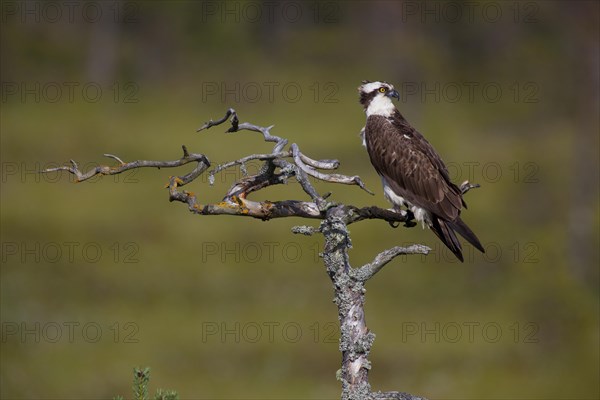 Osprey or Sea Hawk (Pandion haliaetus)