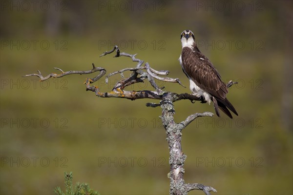 Osprey or Sea Hawk (Pandion haliaetus)