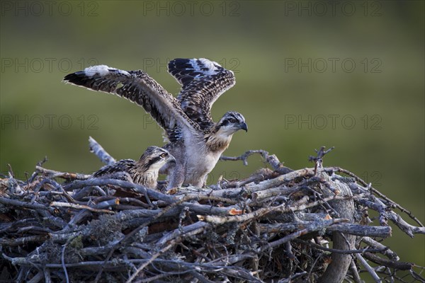 Osprey or Sea Hawk (Pandion haliaetus)