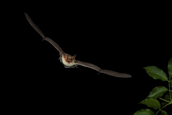 Lesser Mouse-eared Bat (Myotis blythii) in flight