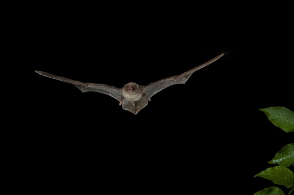 Bent-wing Bat