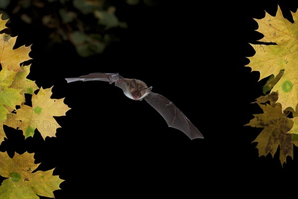 Bechstein's Bat (Myotis bechsteinii) in flight