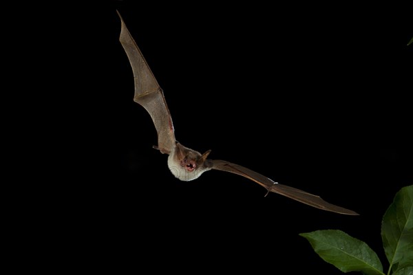 Lesser Mouse-eared Bat (Myotis blythii) in flight