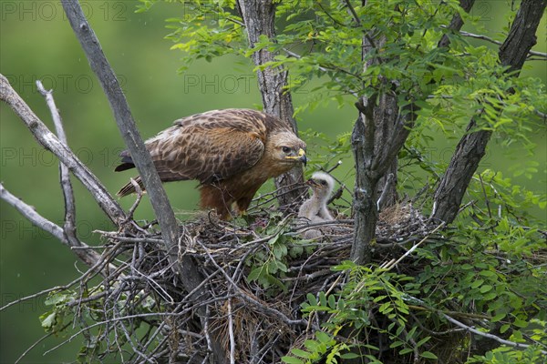 Long-legged Buzzard (Buteo Rufinus)