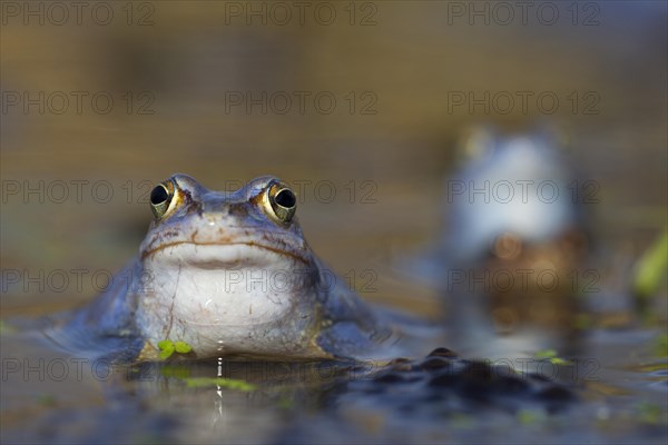 Moor Frog (Rana arvalis)