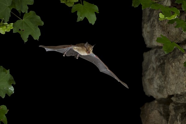 Greater Horseshoe Bat (Rhinolophus ferrumequinum) in flight