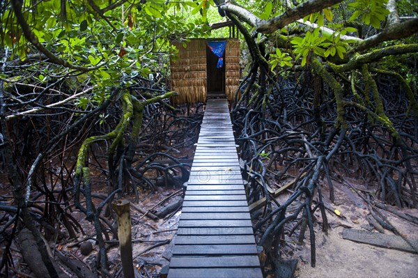 Jungle toilet on an islet