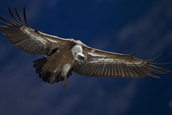 Griffon Vulture (Gyps fulvus)