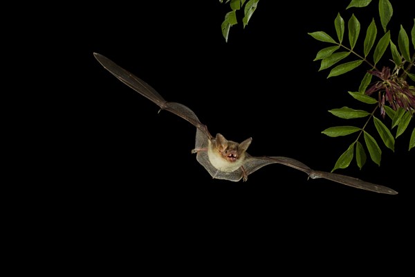 Greater Mouse-eared Bat (Myotis myotis) in flight