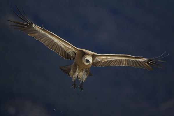 Griffon Vulture (Gyps fulvus)