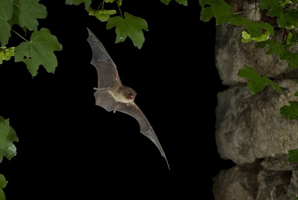 Common Bent-wing Bat or Schreibers' Long-fingered Bat (Miniopterus schreibersii) in flight