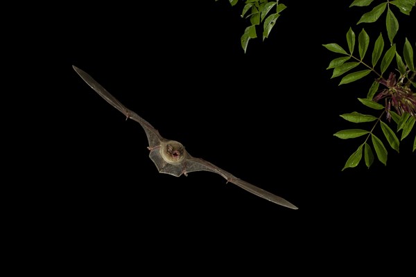 Common Bent-wing Bat or Schreibers' Long-fingered Bat (Miniopterus schreibersii) in flight