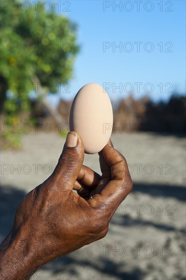 Megapode egg (Megapodiidae)