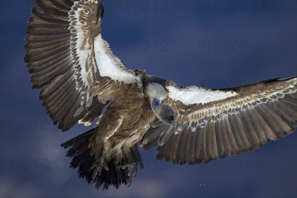 Griffon Vulture (Gyps fulvus)
