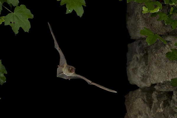 Common Bent-wing Bat or Schreibers' Long-fingered Bat (Miniopterus schreibersii) in flight