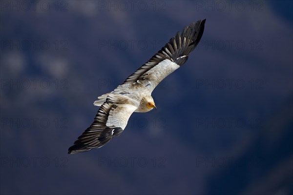 Egyptian Vulture (Neophron percnopterus) in flight