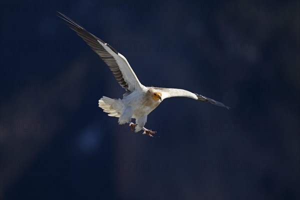 Egyptian Vulture (Neophron percnopterus) approaching to land