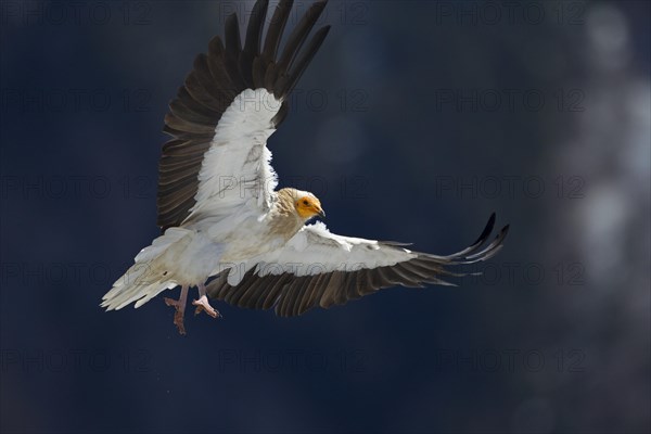 Egyptian Vulture (Neophron percnopterus) approaching to land