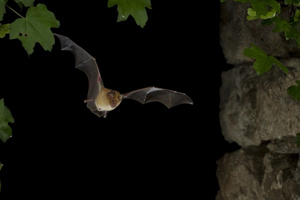 Greater Horseshoe Bat (Rhinolophus ferrumequinum) in flight