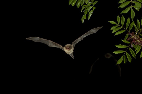 Common Bent-wing Bat or Schreibers' Long-fingered Bat (Miniopterus schreibersii) in flight