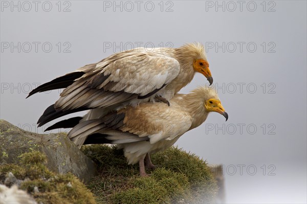 Egyptian Vultures (Neophron percnopterus)