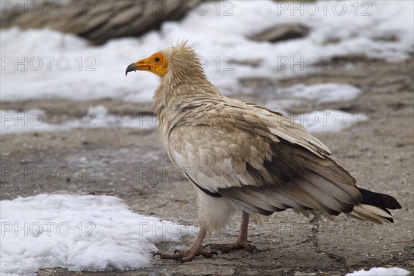 Egyptian Vulture (Neophron percnopterus)