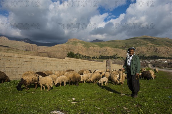 Shepherd with his sheep