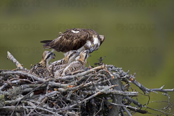 Osprey or Sea Hawk (Pandion haliaetus) feeding young birds