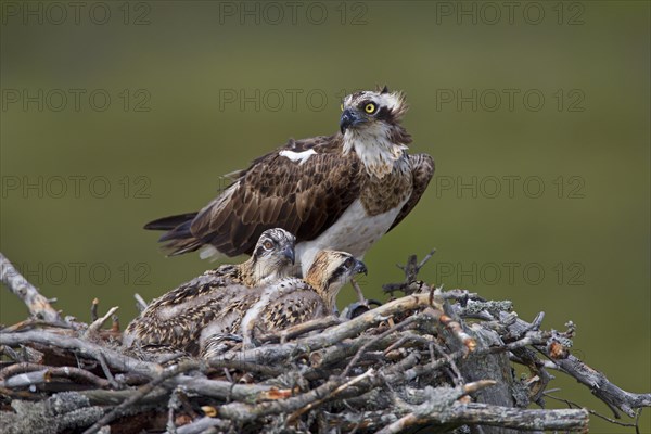 Osprey or Sea Hawk (Pandion haliaetus) feeding young birds