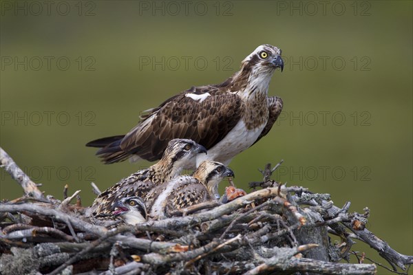 Osprey or Sea Hawk (Pandion haliaetus) feeding young birds