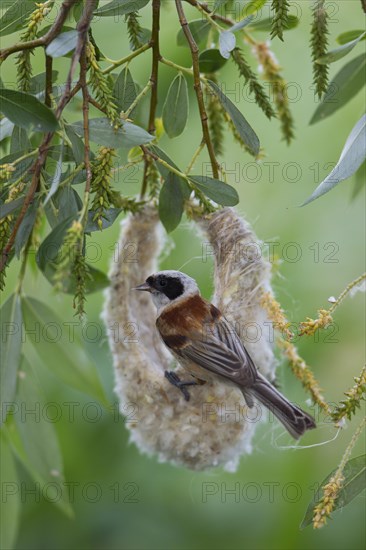 Eurasian Penduline Tit or European Penduline Tit (Remiz pendulinus)