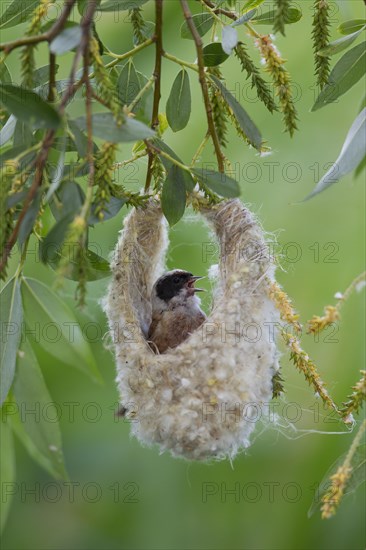 Eurasian Penduline Tit or European Penduline Tit (Remiz pendulinus)