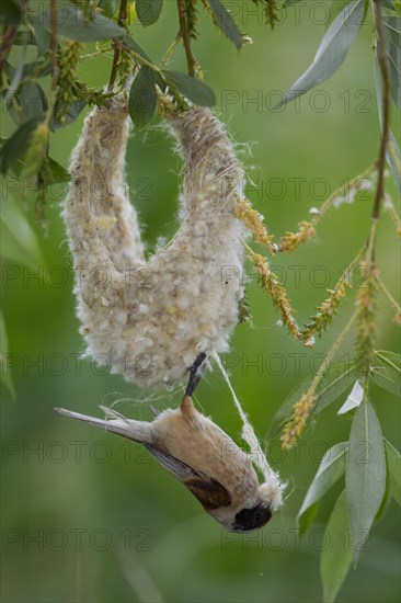 Eurasian Penduline Tit or European Penduline Tit (Remiz pendulinus)