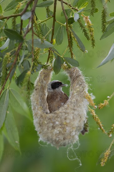 Eurasian Penduline Tit or European Penduline Tit (Remiz pendulinus)
