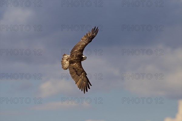 Osprey or Sea Hawk (Pandion haliaetus) in flight