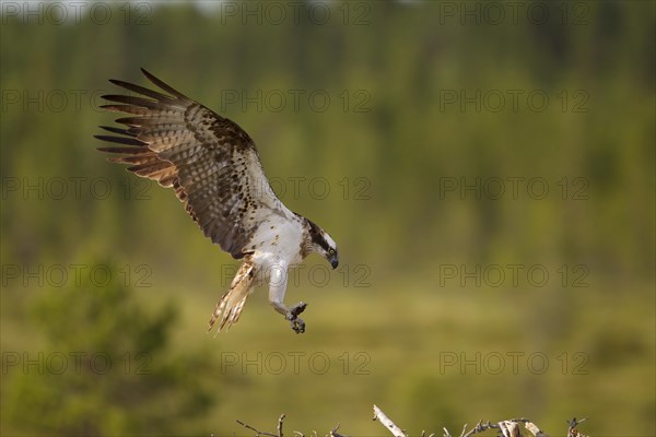 Osprey or Sea Hawk (Pandion haliaetus) approaching to land