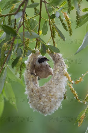 Eurasian Penduline Tit or European Penduline Tit (Remiz pendulinus)